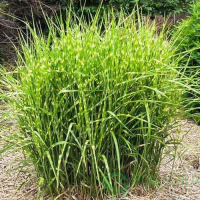 Мискантус китайский Литл Зебра купить