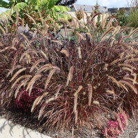 Пеннисетум восточный Рубрум купить