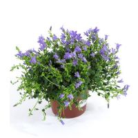 Кампанула Спринг Белл купить