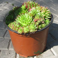 Почвопокровные купить