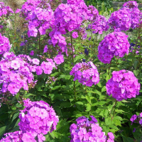 Флокс купить