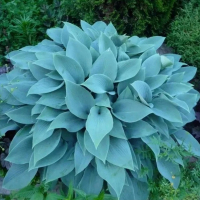 Хоста голубая купить