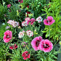 Гвоздика микс купить