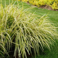 Аир злаковый Огон купить