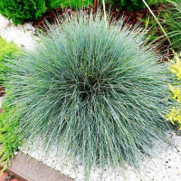 Фестука (Овсяница) Амиголд купить