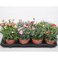 Диантус mix купить