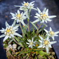 Эдельвейс Альпийский купить