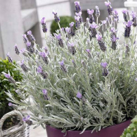 Лаванда узколистная Silver Mist купить