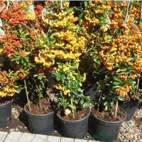 Пираканта саженец купить