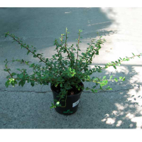 Кизильник гибридный Корал Бьюти купить