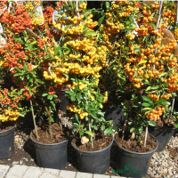 Пираканта купить