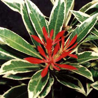 Пиерис японский Valley Valentine купить