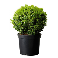Самшит вічнозелений (Buxus), форма куля купить