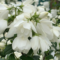Филадельфус Snowbelle купить
