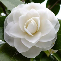 Камелия японская White купить
