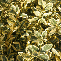 Бересклет японський Браво купить