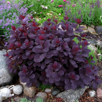 Скумпия кожевенная Royal Purple купить