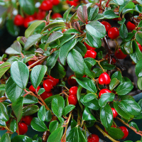 Кизильник Даммера купить