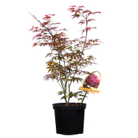 Клен веерный Атропурпуреум купить