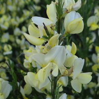 Ракитник микс купить