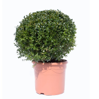 Самшит (буксус) вечнозеленый, форма шар купить