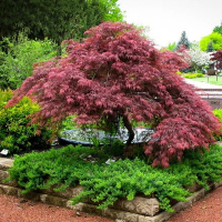 Клен віяловий (пальмолистий) Гарнет купить