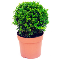 Самшит (буксус) вечнозеленый, форма шар купить