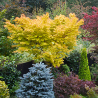 Клен веерный Сангокаку купить