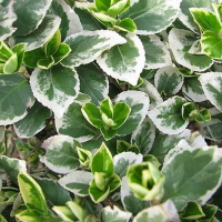 Бересклет форчуна Эмеральд Гаети купить