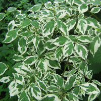 Дерен белый Элегантиссима купить