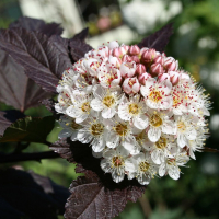 Физокарпус калинолистный Диабло купить