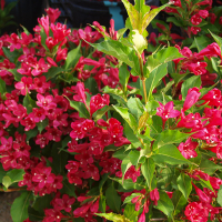 Вейгела гибридная Ред Принц купить