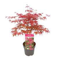 Клен віяловий Beni-maiko купить