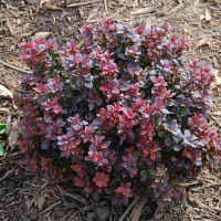 Барбарис Тунберга Багатель купить