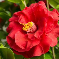 Камелія японська мiкс купить