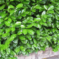 Лавровишня Ротундифолиа купить