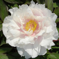 Пион древовидный микс купить