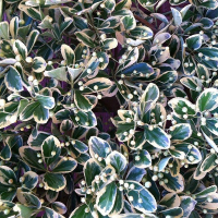 Бересклет японский Gray Beauty купить