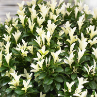 Бересклет японский Paloma Blanca купить