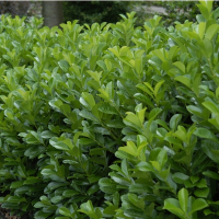 Лавровишня Ротундифолиа купить