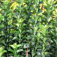 Бересклет японский Green Spire купить