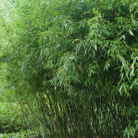 Бамбук Биссета купить