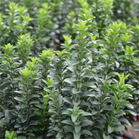 Бересклет японский Green Spire купить