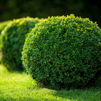 Самшит вечнозеленый шар купить