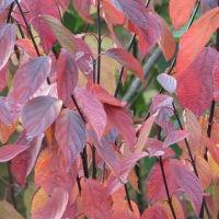 Дерен белый Кессельринги купить