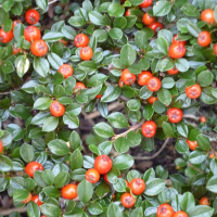 Кизильник Даммера Майор купить