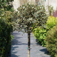 Падуб остролистный Аргентия Маргината на штамбе купить