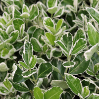 Бересклет японский Кати купить