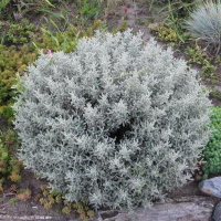 Сантолина седая купить