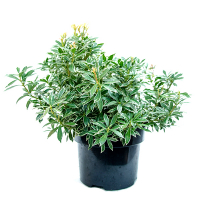 Пиерис японский Little Heath купить